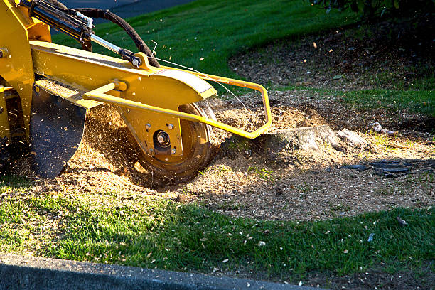 Palm Tree Trimming in Skidway Lake, MI